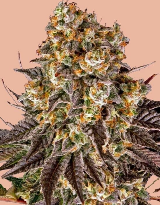 Cookie Gelato Seeds for sale